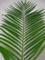 PALM-3 ARECA  10 STEM 